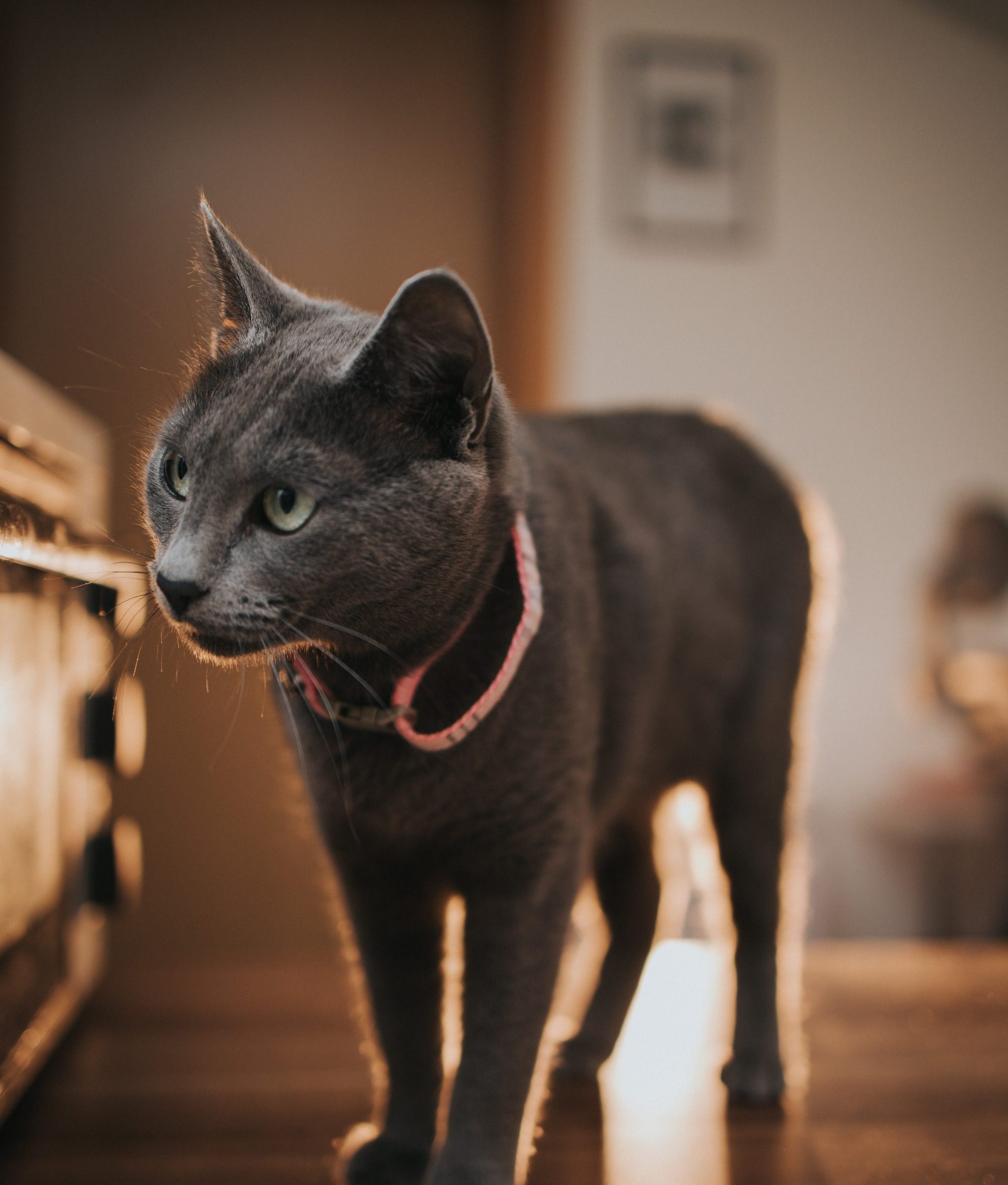 Photo de chat en séance